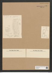 Diatomeae indet. Zeichnungen Sammlung Grunow Nr. 6357 (NHMW-BOT-W0375011)